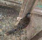 Lady Amherst fazant (hen & haan), Dieren en Toebehoren, Pluimvee, Meerdere dieren, Overige soorten