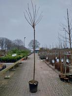 Prunus Kanzan: Japanse Sierkers, Overige soorten, Lente, 100 tot 250 cm, Ophalen