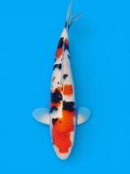 Super Sanke een zeer mooie AANBIEDING nu, Dieren en Toebehoren, Karper of Koi
