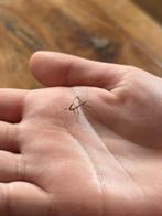 Gratis baby wandelende takjes (nimfen) PSG 001, Dieren en Toebehoren, Wandelende tak