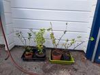 kruisbes, Tuin en Terras, Planten | Fruitbomen, Ophalen, Minder dan 100 cm, Overige soorten