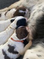 Engelse Springer Spaniël pups - te koop - werklijn, Dieren en Toebehoren, Honden | Retrievers, Spaniëls en Waterhonden, 8 tot 15 weken