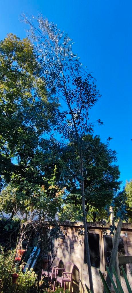 Eucalyptus boom 5 - 6 meter hoog, Tuin en Terras, Planten | Bomen, Overige soorten, 400 cm of meer, Halfschaduw, Ophalen