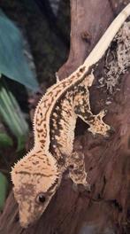 Mooie wimpergekko man, Dieren en Toebehoren, Hagedis, 0 tot 2 jaar