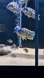 Malawi cichliden protomelas sp steveni taiwan reef, Dieren en Toebehoren, Vissen | Aquariumvissen, Vis, Zoetwatervis, Schoolvis
