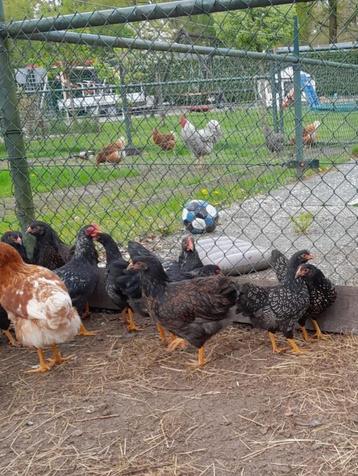 Amrock en barnevelder zilver gezoomd beschikbaar voor biedingen