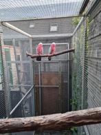 Koppel rose kaketoe, Dieren en Toebehoren, Meerdere dieren, Papegaai, Geringd
