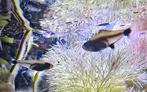 Warmwater visjes 5 stuks, Ophalen, Zo goed als nieuw, Gevuld zoetwateraquarium