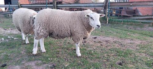 Dekram, Dieren en Toebehoren, Schapen, Geiten en Varkens, Schaap, Mannelijk