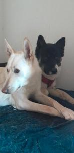 Teef freyja in gastgezin zoekt gouden mandje, Dieren en Toebehoren, Particulier, Rabiës (hondsdolheid), Overige rassen, 1 tot 2 jaar