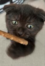 Britse korthaar, Kater, Ontwormd, 0 tot 2 jaar