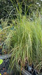 Pampas gras wit en roze, Ophalen, Zomer, Overige soorten, Volle zon
