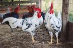 Bonte leghorn haan, Dieren en Toebehoren, Mannelijk, Kip