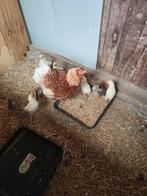 Wyandotte krielkippen, Dieren en Toebehoren, Vrouwelijk, Kip