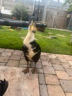 Loopeenden, Dieren en Toebehoren, Mannelijk, Eend