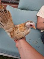 Serama X Hollandse kriel hennen, Dieren en Toebehoren, Pluimvee, Vrouwelijk, Kip