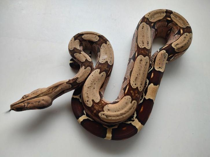 Suraamse Roodstaarboa, n.k. 2025 vrouw