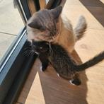 Lieve kittens ragdoll x Europese korthaar, Dieren en Toebehoren, Katten en Kittens | Overige Katten, Meerdere dieren