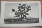 Antieke gravure - Bodhiboom op Sri Lanka (Ceylon) - 1874 !!, Ophalen of Verzenden