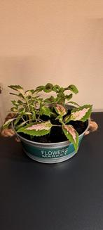 3 Kamerplanten (Coleus) in mand met apart gekleurde bladeren, Huis en Inrichting, Kamerplanten, Ophalen, Halfschaduw, In pot, Minder dan 100 cm