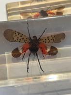 Insecten in acrylhars, Verzamelen, Dierenverzamelingen, Ophalen of Verzenden, Nieuw, Opgezet dier