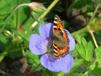 Vaste plant : Geranium Rozanne 4 euro, Ophalen, Bodembedekkers, Vaste plant, Halfschaduw
