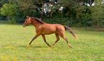 New Forest ruin, grote D, Dieren en Toebehoren, Pony's, Gechipt, Ruin, 0 tot 2 jaar, Onbeleerd