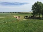 pensionstalling paarden met veel weidegang!, Dieren en Toebehoren, Stalling en Weidegang, Weidegang