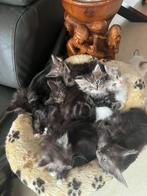 Te koop kittens, Dieren en Toebehoren, Poes, Met stamboom
