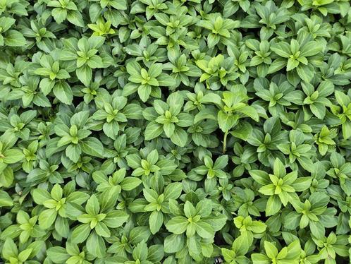 Schaduwkruid - Pachysandra terminalis, Tuin en Terras, Planten | Tuinplanten, Vaste plant, Bodembedekkers, Halfschaduw, Lente