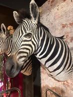 2 prachtige grote opgezette nieuwe zebra koppen, Nieuw, Wild dier, Opgezet dier, Ophalen of Verzenden