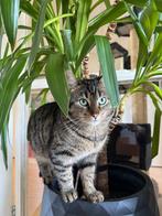 gratis help coco aan een liefdevol huis, Dieren en Toebehoren, Katten en Kittens | Raskatten | Korthaar, Kater, Gechipt, 3 tot 5 jaar