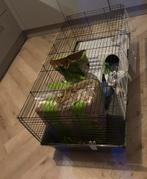Konijnenhok met benodigheden ZSM ophalen, Dieren en Toebehoren, Ophalen, 110 cm of meer, Cavia, Zo goed als nieuw