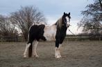 pony's en paarden in verschillende leeftijden te koop, Dieren en Toebehoren, Gechipt, 0 tot 2 jaar, Onbeleerd, Meerdere dieren