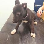 Te koop, Dieren en Toebehoren, Honden | Niet-rashonden, Rabiës (hondsdolheid), 15 weken tot 1 jaar, Meerdere, Meerdere dieren