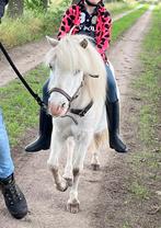 Lieve shetlander ruin, Ruin, Zadelmak, A pony (tot 1.17m), Gechipt