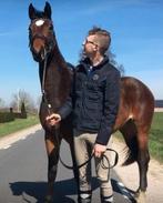 Bijrijder aangeboden met ruime ervaring, Diensten en Vakmensen, Dieren | Paarden | Verzorging, Oppas en Les, Ruiter of Bijrijder