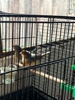 Koppel kanarie allebei van 2025, Dieren en Toebehoren, Meerdere dieren, Kleurkanarie