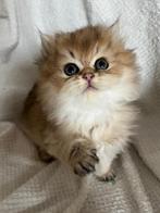 Britse kort / langhaar kittens Golden Shaded met stamboom, Dieren en Toebehoren, Katten en Kittens | Raskatten | Korthaar, Met stamboom