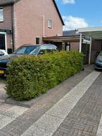 GRATIS: Taxus Baccata haag taxushaag 5 meter lang, Tuin en Terras, Ophalen, Taxus, Haag, 100 tot 250 cm