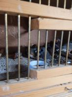 Verschillende vogels, Dieren en Toebehoren, Meerdere dieren