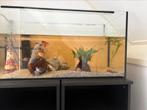 Aqarium 120 liter, Ophalen of Verzenden, Zo goed als nieuw, Gevuld zoetwateraquarium