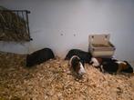 Jonge cavias, Dieren en Toebehoren, Cavia, November, Meerdere dieren, Tam