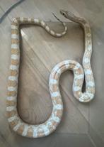 0.0.1 Snow - rattenslang Panterophis slang, Slang, 7 tot 10 jaar
