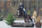 Fijn springpaard/ eventingpaard, Dieren en Toebehoren, Merrie, Springpaard, B, Gechipt