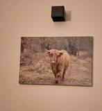 Schotse Hooglander Canvas 60x40, Ophalen of Verzenden, Nieuw