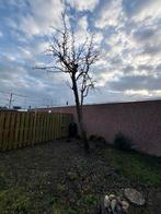 Twee Perenbomen - Gratis Afhalen, Tuin en Terras, Planten | Bomen, Overige soorten, Lente, 250 tot 400 cm, Ophalen