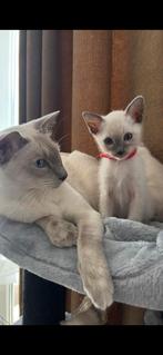 Thai Siamees kittens met stamboom, Meerdere dieren, Gechipt