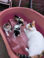 Prachtige kittens.l, Dieren en Toebehoren, Katten en Kittens | Overige Katten, Poes, Kortharig, 0 tot 2 jaar