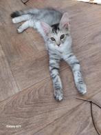 Maincoon kittens, Dieren en Toebehoren, Katten en Kittens | Raskatten | Langhaar, Meerdere dieren